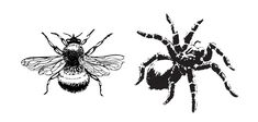 Abeille ou araignée?