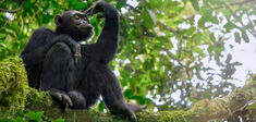 Du besoin de reconnaissance du chimpanzé