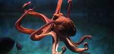 Dans les rêves des céphalopodes
