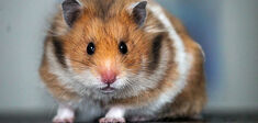 Hamsters génétiquement modifiés ? Bonjour l’agressivité !