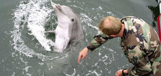 Dauphins soldats en mer Noire : les animaux peuvent-ils faire la guerre ?