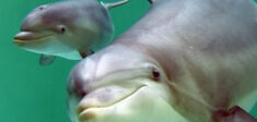 Les dauphins aussi “parlent bébé” : la preuve d’un inconscient animal ?