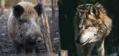 Vie sauvage : faut-il choisir entre les sangliers et les loups ?