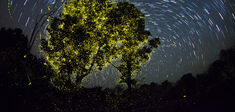 Les arbres bioluminescents sont-ils l’avenir des lampadaires ?