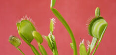 Les machines végétales vont-elles révolutionner la robotique ?