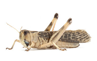 Manger des insectes pour sauver la planète