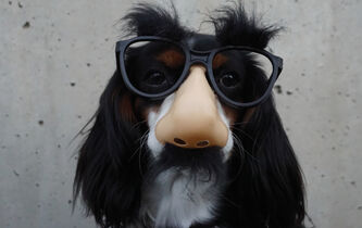 Zoopsychiatrie : à la découverte des folies animales