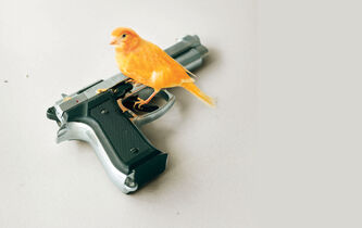 Comment rester au-dessus du volcan ?