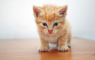 Vers une évolution du statut juridique de l’animal ?