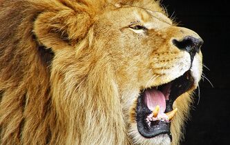 Les animaux ont-ils un visage ?