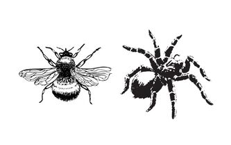 Abeille ou araignée?