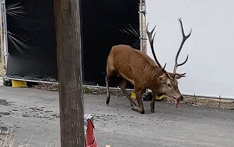 Élisabeth de Fontenay : pourquoi il faut interdire la chasse à courre