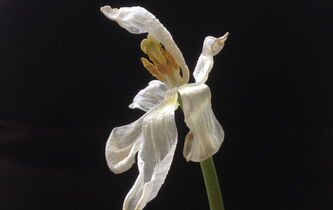 Regarde-la bien en face