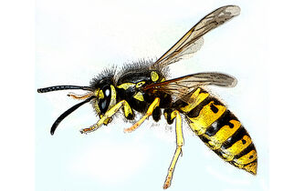 Comment j’essaie de ne plus haïr les guêpes