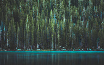 Suzanne Simard et le peuple des arbres