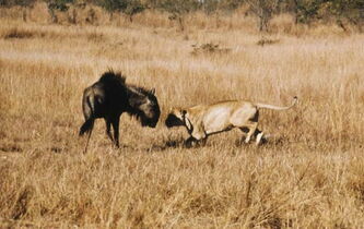 “La Fête sauvage” de Frédéric Rossif: sous le signe de l'animalité 