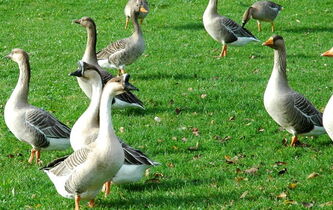 Et si… les animaux avaient des droits ?