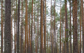 Et si l’évolution se plantait ?