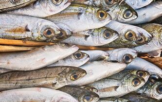 La politique des sardines