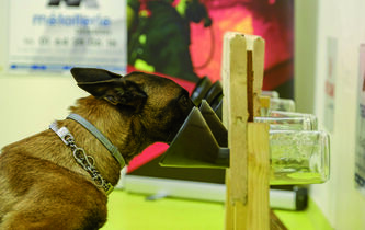 Covidog. Flairer le mal