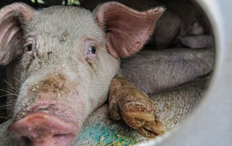 Florence Burgat : “Aujourd’hui, l’humanité n’a plus du tout besoin des animaux pour s’en sortir”