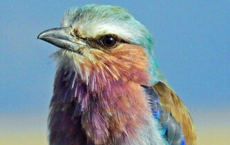 "Printemps silencieux" : comment l'Europe a causé la disparition de 800 millions d’oiseaux