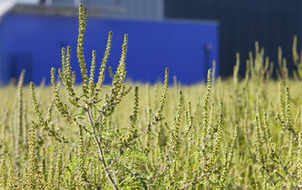 L’ambroisie : l’hydre biologique 