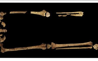 Alain Froment : “L’idée humaine du soin est en grande partie un héritage animal”