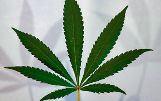 Légalisation du cannabis : un débat qui plane