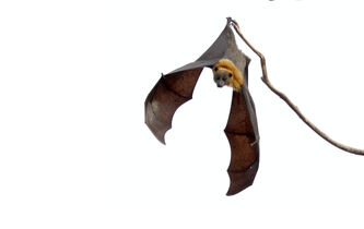 Chauves-souris : sauve qui peut !