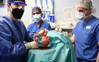 Greffe d’un cœur de porc : les mystères d’une “métamorphose”