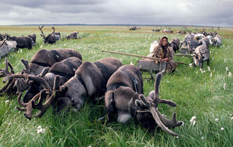 Philosophies de la domestication