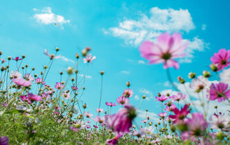 Petite phénoménologie des fleurs