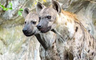 L’héritage, ligne de partage entre les humains et les animaux ?