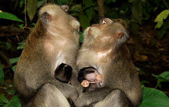 Le macaque, suppôt de l’économie libérale ?