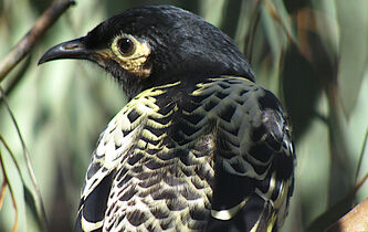 Laurence Henry : “Comme le langage humain, le chant des oiseaux est un marqueur d’identité sociale”