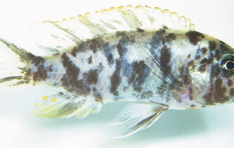 Les poissons qui savent compter font-ils des maths ?