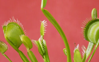 Les machines végétales vont-elles révolutionner la robotique ?